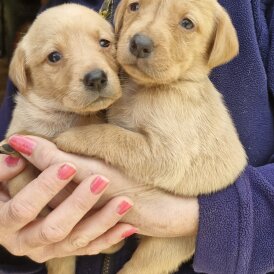 Labrador Retriever
