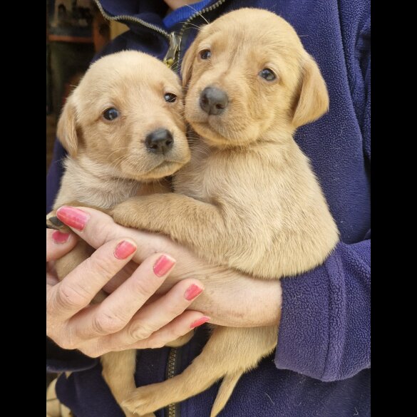 Labrador Retriever