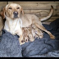 Labrador Retriever