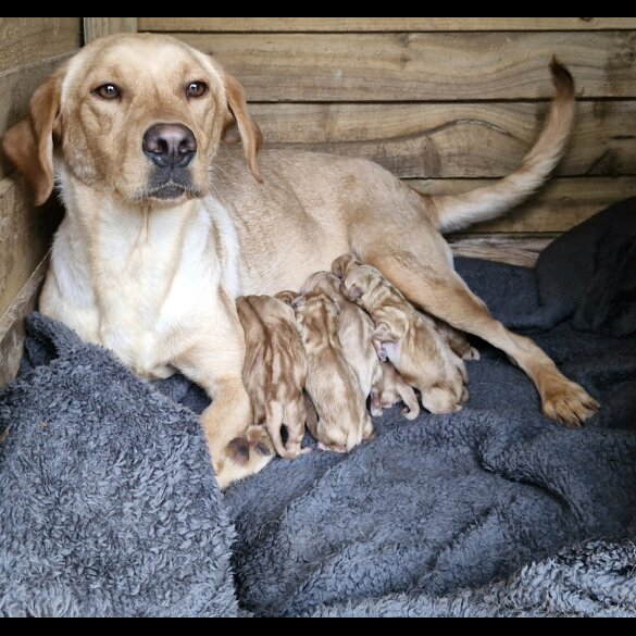 Labrador Retriever