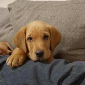 Labrador Retriever