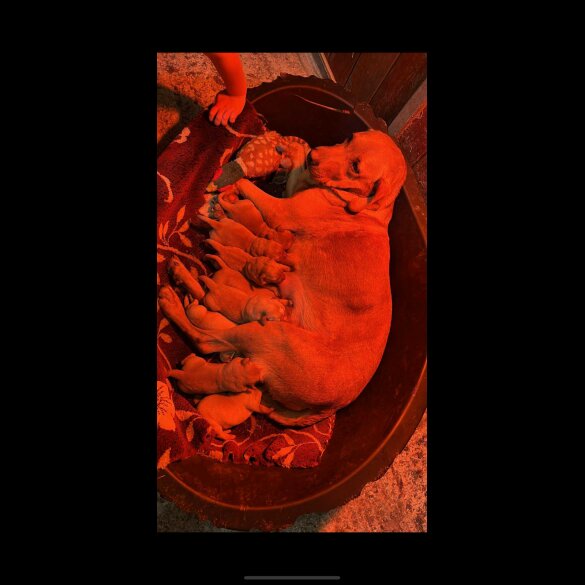 Labrador Retriever