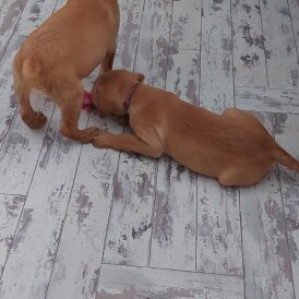 Labrador Retriever