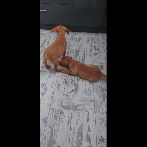 Labrador Retriever