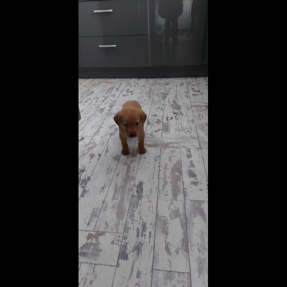 Labrador Retriever