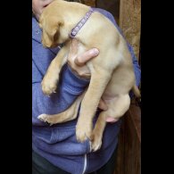Labrador Retriever