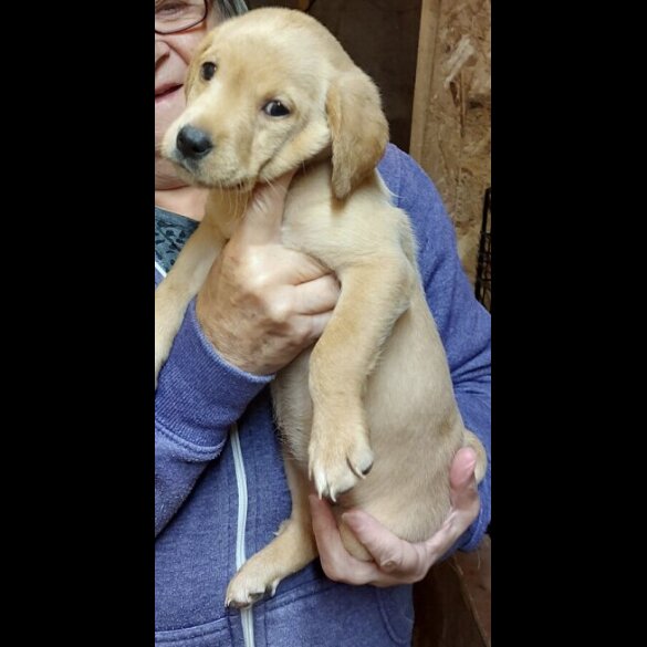 Labrador Retriever
