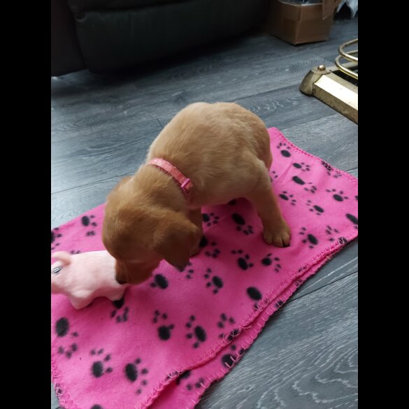 Labrador Retriever