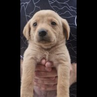 Labrador Retriever