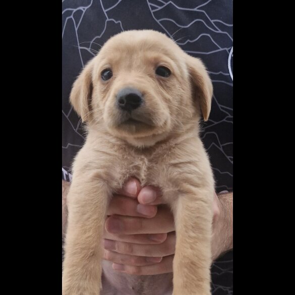 Labrador Retriever