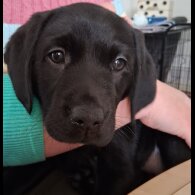 Labrador Retriever - Both