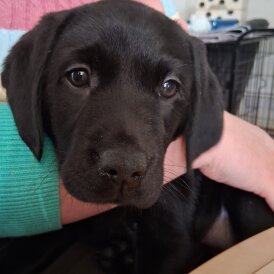 Labrador Retriever - Both