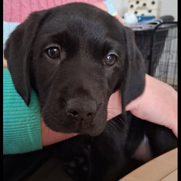 Labrador Retriever - Both