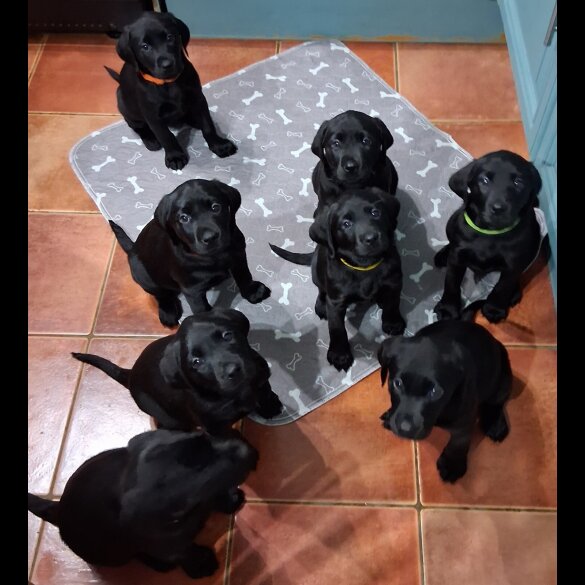 Labrador Retriever - Both