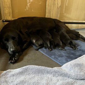 Labrador Retriever