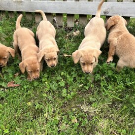 Labrador Retriever