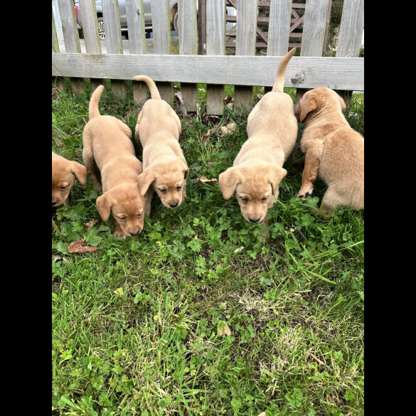 Labrador Retriever