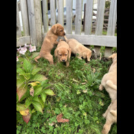 Labrador Retriever