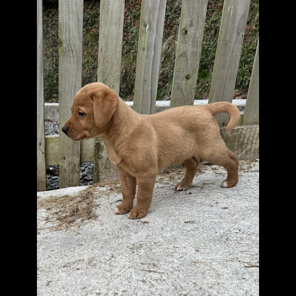 Labrador Retriever