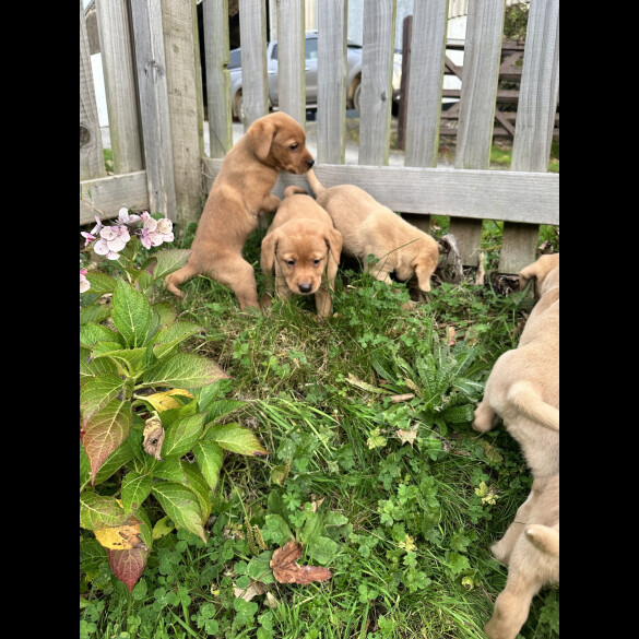 Labrador Retriever