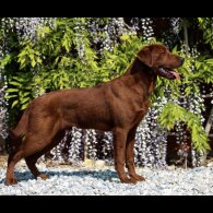 Labrador Retriever