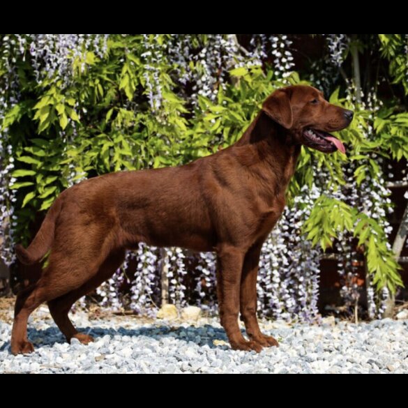 Labrador Retriever