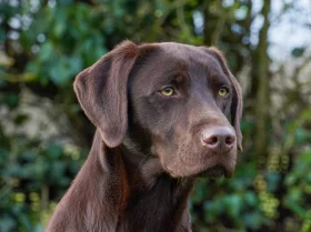 Labrador Retriever