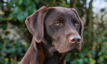 Labrador Retriever