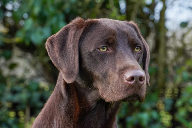 Labrador Retriever