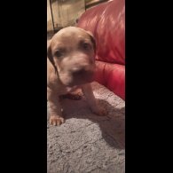Cane Corso