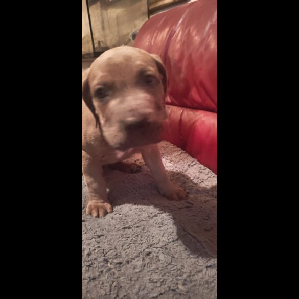 Cane Corso