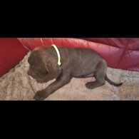 Cane Corso