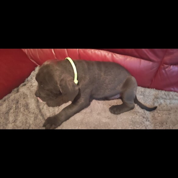 Cane Corso