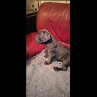 Cane Corso