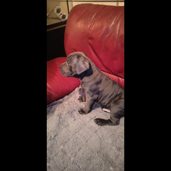 Cane Corso