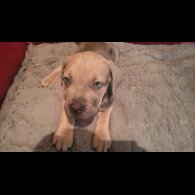 Cane Corso