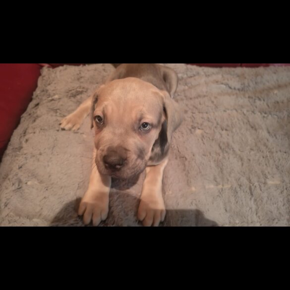 Cane Corso