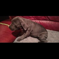 Cane Corso