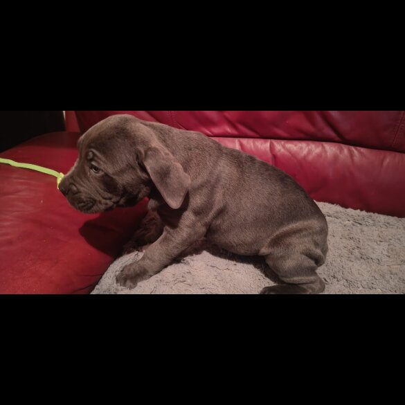 Cane Corso
