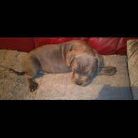 Cane Corso