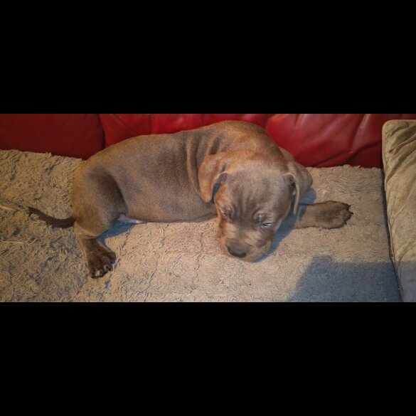 Cane Corso