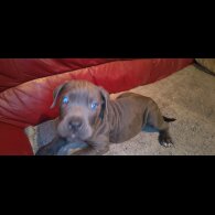 Cane Corso
