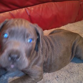 Cane Corso