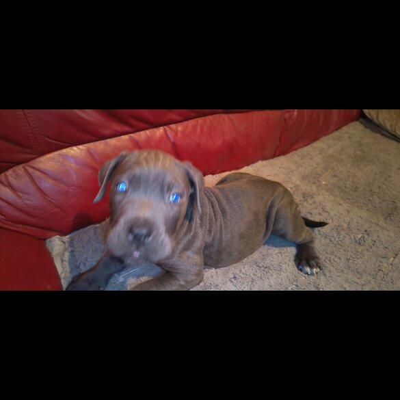 Cane Corso