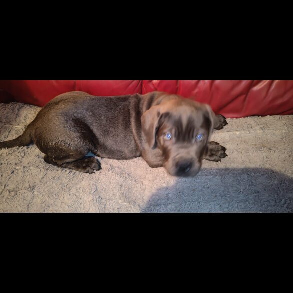 Cane Corso