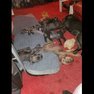 Cane Corso