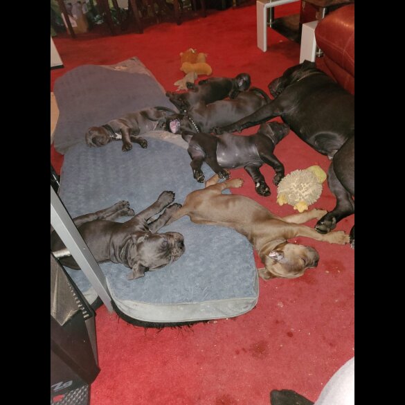 Cane Corso