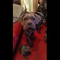 Cane Corso