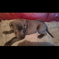 Cane Corso