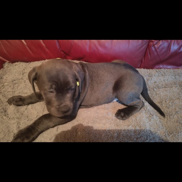 Cane Corso